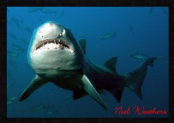 Sandtigger Shark: Front View: Taken off the coast of More... by Noel Weathers 